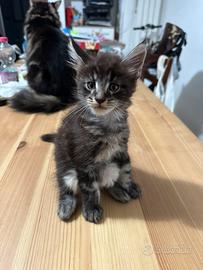 Mainecoon