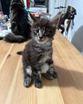 Mainecoon