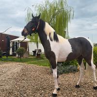 Cavallo Puledro Barocco Pinto 22 Mesi