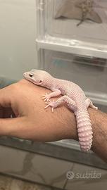 Femmina diablo blanco