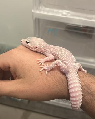 Femmina diablo blanco