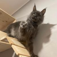 Gatta maine coon