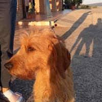 Segugio maschio 3 anni