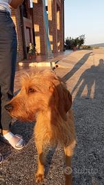 Segugio maschio 3 anni