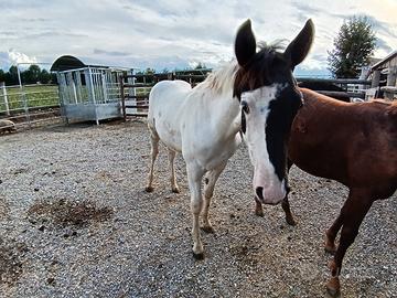 Puledro incrocio paint