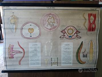 cartellone didattico vintage .