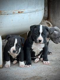 Cucciola American Pitbull Femmina- pronta 27aprile