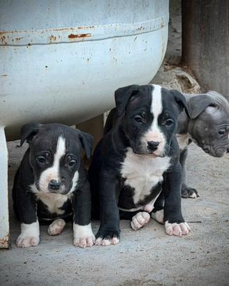 Cucciola American Pitbull Femmina- pronta 27aprile