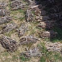 fascine di quercia
