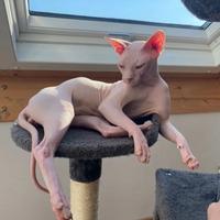 Canadian Sphynx per monta