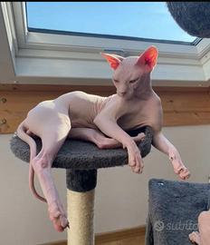 Canadian Sphynx per monta