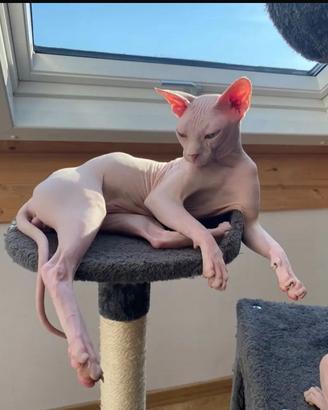 Canadian Sphynx per monta