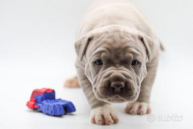 Cuccioli Pitbull