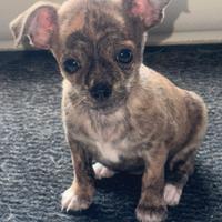 Chihuahua Merle chiwawa