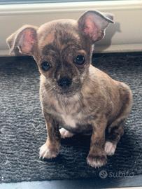 Chihuahua Merle chiwawa