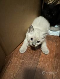 Gatini maschi e femmine
