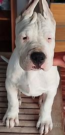 Cuccioli di dogo di A.G