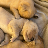 Cuccioli golden retriever americano 100%