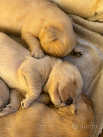 Cuccioli golden retriever americano 100%