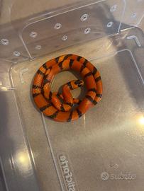 Serpente falso corallo baby