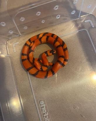 Serpente falso corallo baby