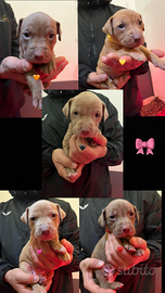 Cuccioli pitbull apt