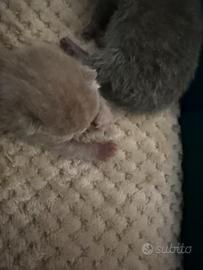 Gatti razza pura Scottish fold e straight