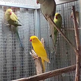 Parrocchetto dal collare