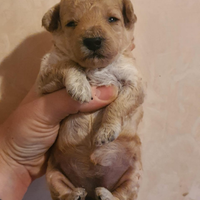 Spitz Pomerania nano