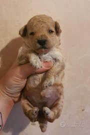 Spitz Pomerania nano