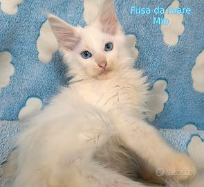 Cucciolo Maine coon sordo