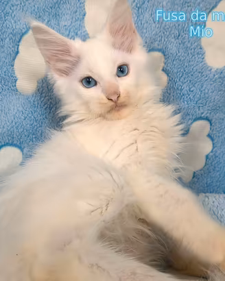 Cucciolo Maine coon sordo