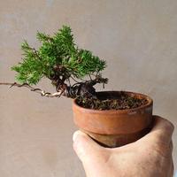 Bonsai Shohin Mame di ginepro giapponese Kishu