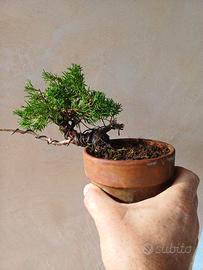 Bonsai Shohin Mame di ginepro giapponese Kishu