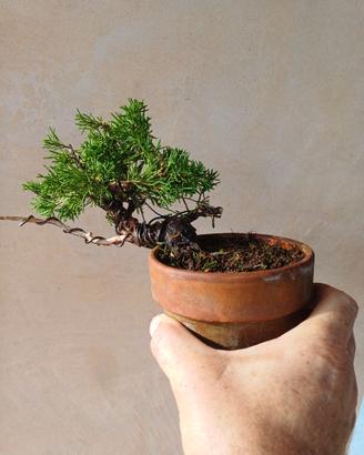 Bonsai Shohin Mame di ginepro giapponese Kishu