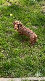 Bassotto standard Arlecchino per accoppiamento