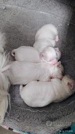 Cuccioli di Maltese