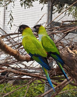 Pappagalli coppie da riproduzione