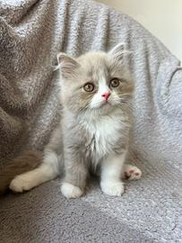 Cucciolo di British Longhair