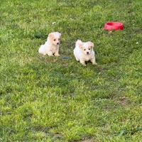 Bichon maltez
