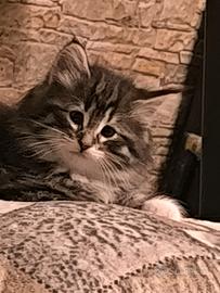 Norvegesi delle foreste