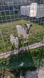 Capre e tacchini