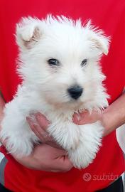 Cuccioli west highland white terrier