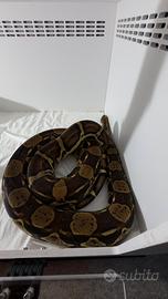 Boa constrictor imperator + teca