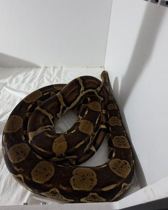 Boa constrictor imperator + teca