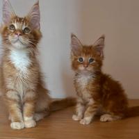 Maine Coon