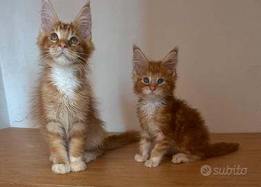 Maine Coon