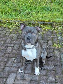 Amstaff blu monta