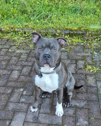 Amstaff blu monta