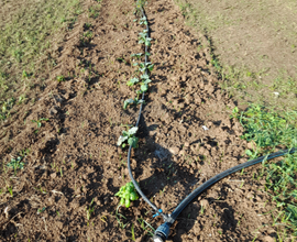 Si terreno agricolo